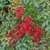 NANDINA DOMESTICA 2 W-min