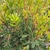 ARBUTUS UNEDO (2)