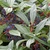VIBURNUM DAVIDII W-min