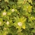 PHYSOCARPUS NUGGET W-min