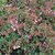 ABELIA EDWARD GOUCHER (2)-min
