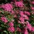 SPIRAEA ANTHONY WATERER W-min