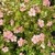 POTENTILLA ROSEA (2)-min
