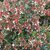 ABELIA GRANDIFLORA-min