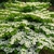 VIBURNUM MARIESII 2 W-min