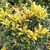 OSMANTHUS GOSHIKI-min