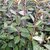 ELAEAGNUS EBBINGEI (2)-min
