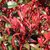 PHOTINIA CARRE ROUGE W-min