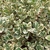 EUONYMUS PRESIDENT GAUTHIER-min
