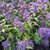 CARYOPTERIS GRAND BLEU (2)-min