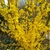 FORSYTHIA LYNWOOD GOLD W-min
