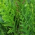 THUYA ATROVIRENS 3 W-min