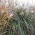 MISCANTHUS KASKADE W-min