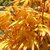 ACER ORANGE DREAM 3 W-min