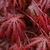 ACER TROMPENBURG W-min