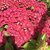 HYDRANGEA MACRO ROYAL RED 2 W-min