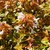 ABELIA KALEIDOSCOPE W