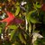 LIQUIDAMBAR STYRACIFLUA WF (2)-min