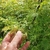 ACER PALMATUM SEIRYU W 4-min