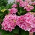 HYDRANGEA MACRO TIVOLI 3 W-min