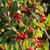 COTONEASTER FRANCHETII W (2)-min
