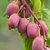 ACTINIDIA KEN'S RED W-min