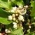 ACTINIDIA WEIKI W-min