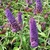 BUDDLEJA EMPIRE BLUE (2)