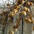 ACTINIDIA HERMA W 3-min