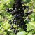 CASSISSIER BLACKDOWN W-min