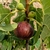 FIGUIER VIOLETTE NORMANDE W-min