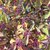 CALLICARPA PROFUSION (2)