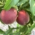 PECHER MINI PEACHY JAUNE VERDIA-min