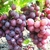 VIGNE CARDINAL W2-min