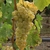 VIGNE CHASSELAS W2-min