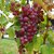 VIGNE CHASSELAS ROSE W2-min