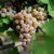 VIGNE VIGN HAPPY VERDIA5-min