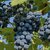 VIGNE MUSCAT DE HAMBOURG W2-min