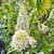 BUDDLEJA WHITE PROFUSION (2)-min