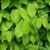 CARPINUS BETULUS W