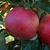 POMMIER IDARED WF-min