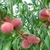 PECHER PECHE DE VIGNE BLANCHE W2-min