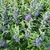 CARYOPTERIS HEAVENLY BLUE (2)