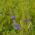 CARYOPTERIS WORCESTER GOLD W