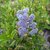 CEANOTHUS TREWITHEN BLUE (2)