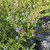 CEANOTHUS PUGET BLUE (2)