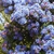 CEANOTHUS BURKWOODII WF2-min