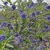 CEANOTHUS CONCHA-min
