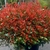 PHOTINIA FRASERI NANA W2-min