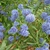 CEANOTHUS ITALIAN SKIES W